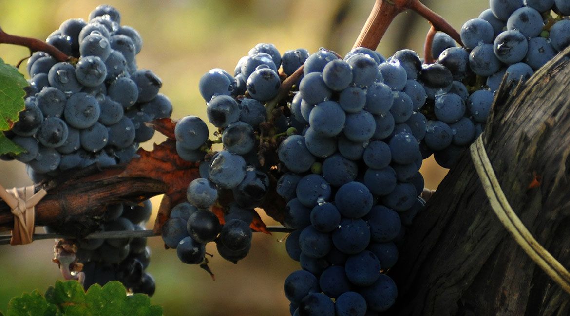 001-tenuta vendemmia interno