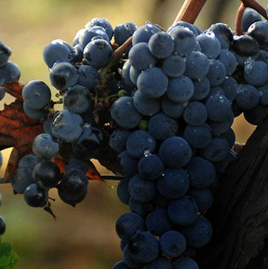 ВРЕМЯ СБОРА УРОЖАЯ