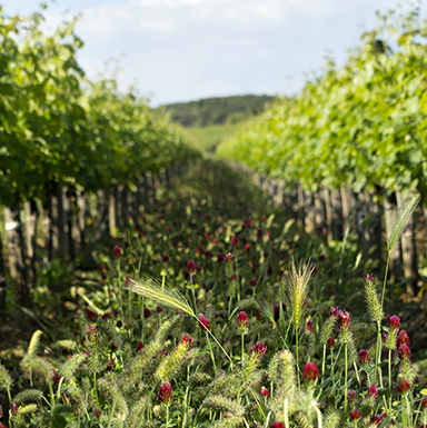 Экологическая рациональность